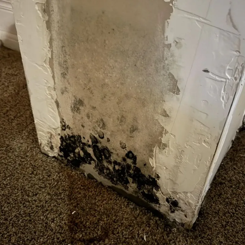 Professional Mold Removal in Trail Creek, IN